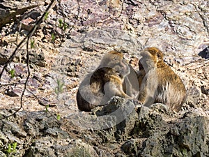 Barbary Ape, Macaca sylvanus, care for each other`s hair