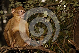 Barbary Ape (Macaca sylvanus) in cedar wood near