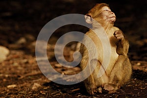 Barbary Ape (Macaca sylvanus) in cedar wood near