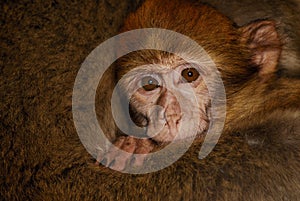 Barbary Ape (Macaca sylvanus) in cedar wood near