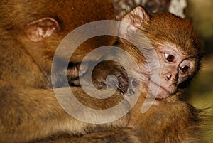 Barbary Ape (Macaca sylvanus) in cedar wood near