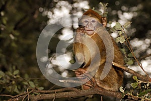 Barbary Ape (Macaca sylvanus) in cedar wood near photo