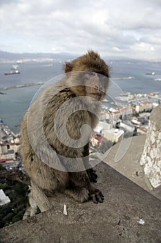 Barbary ape or macaque, Macaca sylvanus