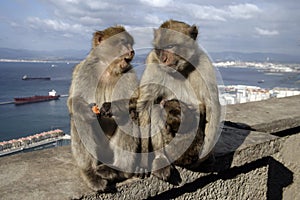 Barbary ape or macaque, Macaca sylvanus