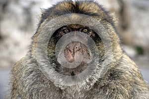 Barbary ape or macaque, Macaca sylvanus