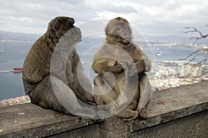 Barbary ape or macaque, Macaca sylvanus