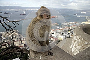 Barbary ape or macaque, Macaca sylvanus