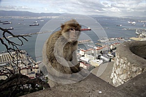 Barbary ape or macaque, Macaca sylvanus