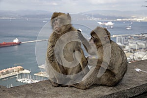 Barbary ape or macaque, Macaca sylvanus