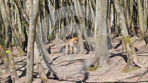 A Barbary ape in the middle of a forest between bare tree trunks