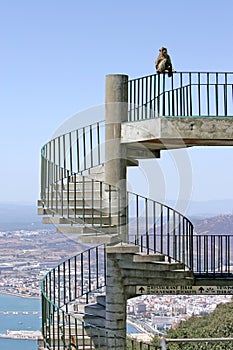 Barbary Ape or monkey sitting on spiral steps on Gibraltar