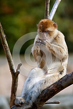 Barbary ape relaxing photo
