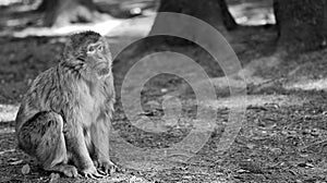 A Barbary ape with sad face in black and white