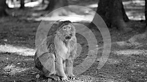 A Barbary ape with sad face looks through the camera in black and white