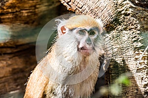 Barbary ape side view. Animal monkey