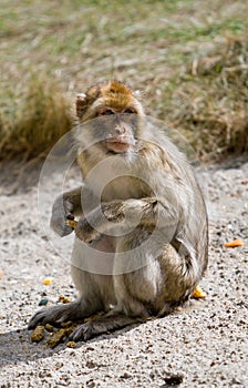 Barbary Ape sitting on concrete