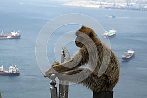 Barbary ape sitting watching the world go by