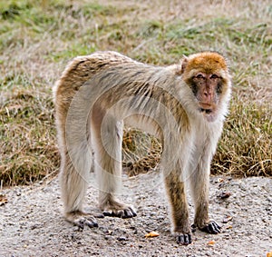 Barbary Ape standing on concrete