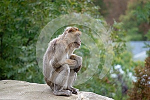 Barbary ape standing on a rock