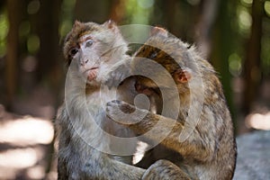 Barbary apes grooming each other photo