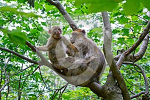 Barbary apes macaca sylvanus macaque monkey