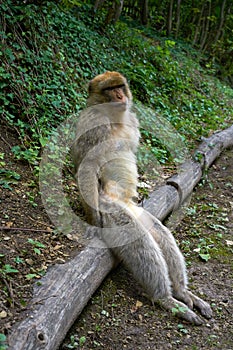 Barbary apes macaca sylvanus macaque monkey photo
