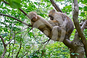 Barbary apes macaca sylvanus macaque monkey photo