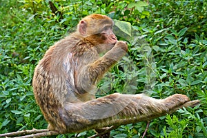 Barbary apes macaca sylvanus macaque monkey photo