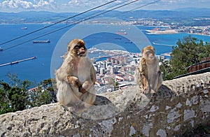 Barbary apes sitting on a wall, Gibraltar.