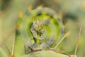 Barbary fig in close-up