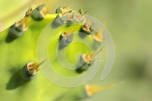 Barbary fig in close-up