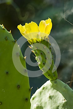 Barbary fig flower, Opuntia ficus-indica,