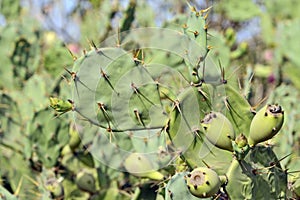 Barbary fig flowers and fruits