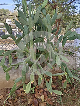 Barbary fig the Indian fig opuntia in side the garden tree