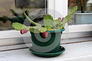 Barbary fig or Opuntia ficus indica with scarce needles and fresh brown fruits planted in flower pot on window sill