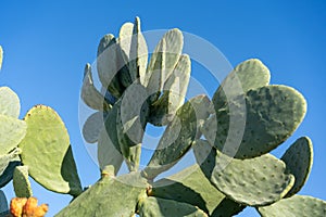 Barbary fig or Prickly pear cactus.