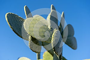 Barbary fig or Prickly pear cactus