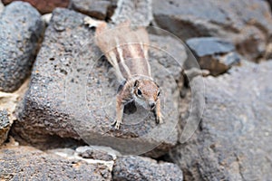 Barbary ground quirrel on stone wall