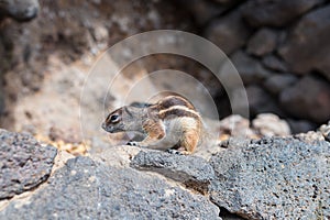 Barbary ground quirrel on stone wall