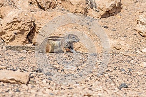 Barbary ground squirrel (Atlantoxerus getulus