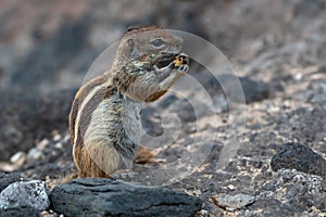 Barbary ground squirrel, atlantoxerus getulus, invasive species scavenging for food amongst rocks, Costa Calma, Fuerteventura