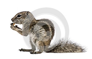 Barbary Ground Squirrel eating nut, Atlantoxerus getulus