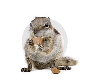 Barbary Ground Squirrel eating nuts photo