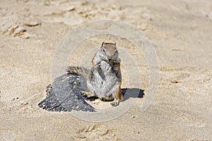 Barbary Ground Squirrel leans on a rock eating seaweed on a beach in Jandia