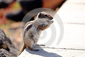 Barbary ground squirrel on a rock on Fuerteventura, Spain