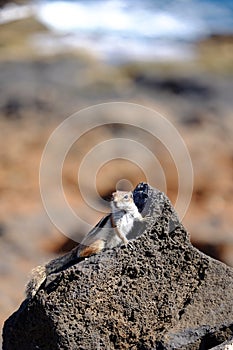 Barbary ground squirrel on a rock on Fuerteventura, Spain