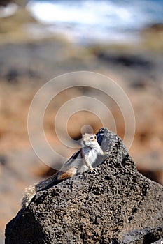 Barbary ground squirrel on a rock on Fuerteventura, Spain