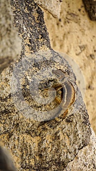 Barbary ground squirrel in rocks in fuerteventura beach