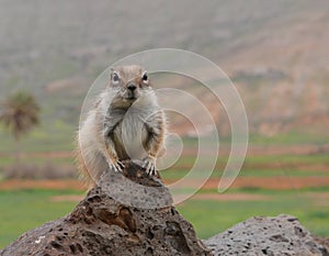 Barbary ground squirrel on the Spanish island Fuerteventura