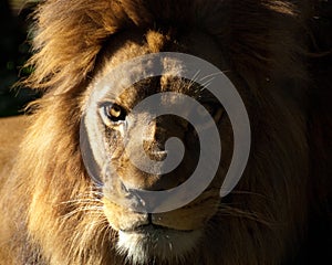 Barbary lion photo